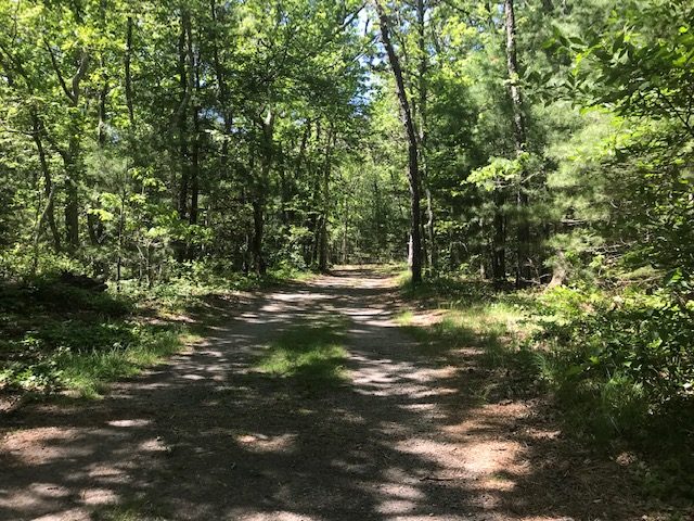 Walking several trails in the woods